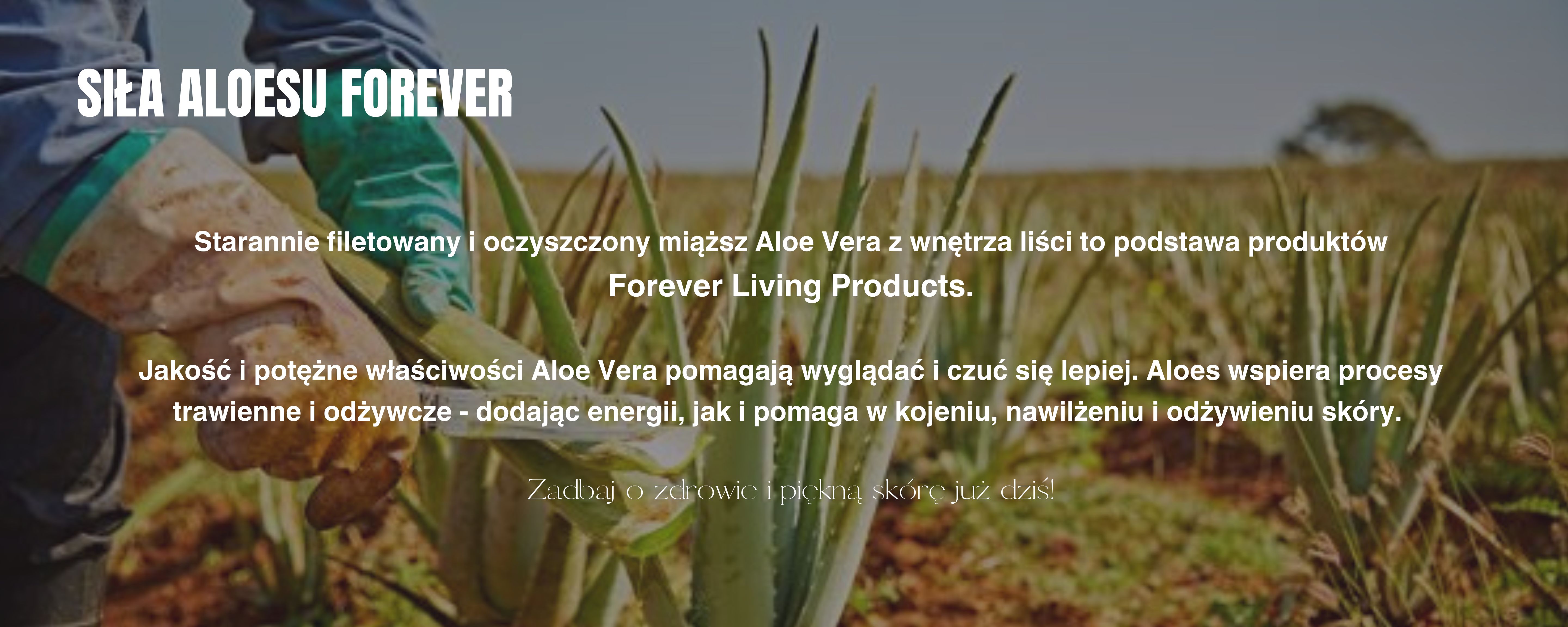 siła aloesu