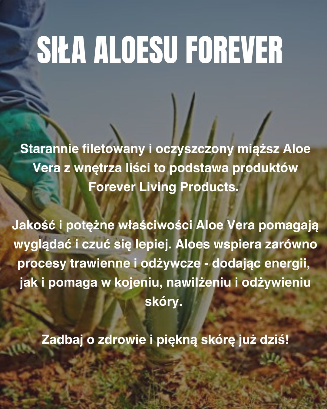 produkty aloesowe